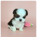 동양애견 강아지분양 고양이분양 이미지