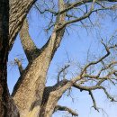 장덕리은행나무 이미지