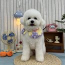 까꼬노라 네이버블로그