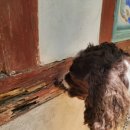 한국특수탐지견센터 이미지