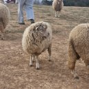 한신목장 이미지