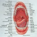 감각기관의 구조와 기능 및 치아의 구조( 대구 학당서는 다배운것임) 이미지