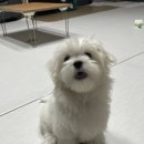 꼬순내 이미지