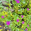 역이민자의 시골살이6 이미지