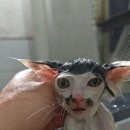 듀듀 이미지