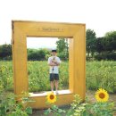 율곡경로당 | 파주 법원읍 해바라기 축제는 6~9월! 애견동반 개화 주차장 현황공유