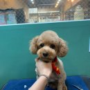 도그반하다 이미지