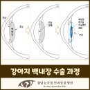 청담눈초롱안과동물병원 이미지