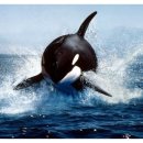 범고래PC 이미지