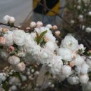 하늘밭, 봄 이미지