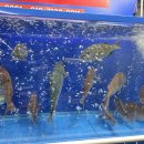 시즌아이 PC방(가락점) | 겨울 제철 가락시장 방어회 맛집 남원씨푸드 포장 후기 및 쉽게 찾아 가는 방법 매장 위치 시세 가격