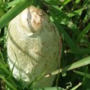 부산 을숙도 생태공원(2015년 10월 처음 구경허락)에서 찍음 버섯이 맞나요 이미지