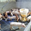 도고양돈 이미지