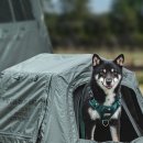 디아동물병원 | 펫캠핑 장비 , 실사용 후기 검증된 제품