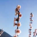 개화마을 이미지