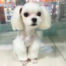 미로애견센터 이미지