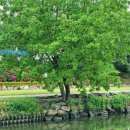 온천천시민공원 수국 이미지