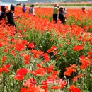 북천꽃단지 이미지