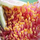 군자란이라고는 하는데, (Haemanthus, pink (Shaving Brush) 이미지