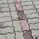 금산사 | [김제 금산사 카페] 가마골 전통찻집_쌍화탕 후기