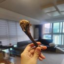 나정푸드 | [강아지간식추천] 나정푸드 오리도가니 오리날개 후기