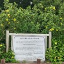 식산봉의 황근자생지 및 상록활엽수림 이미지