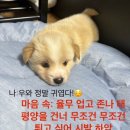 똥강아지 이미지