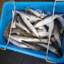 오늘의 생선 이미지