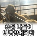 용문목장 이미지