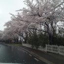 경주 보문단지 벚꽃축제 다녀왔어요. 이미지