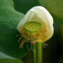 대곡마을 이미지