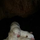 진도개 사랑 이미지