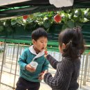 싱싱딸기 이미지