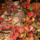 고하도안길 이미지