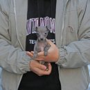 블루켄넬 이미지