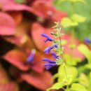 세이지 SAGE