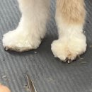 새하얗개 이미지