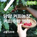 한국오리영농조합법인 제1농장 | 담양여행 커피수확체험이 가능한 담양커피농장
