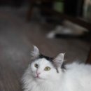 블루드라이어드 이미지