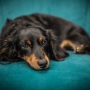 닥스훈트(DACHS HUND) 이미지