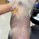 댕댕사우나 이미지