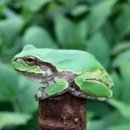 청개구리 이미지