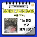 진주동물병원(출장진료전문병원) | 치료case> : 해뜨는동물병원/외과전문/치과전문동물병원/진주강아지고양이치과/진주동물병원치과/신진주...