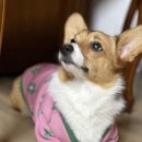 멍뭉(MUNGMOONG) 이미지