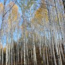 자작나무길펜션 이미지