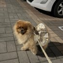 뽀송하개 이미지