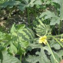 희연농장 이미지