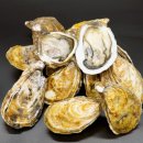 쌍둥이 수산 이미지