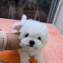 똥강아지 김해 강아지분양 고양이분양 | 작고 귀여운 미니비숑 공주님, 새로운 가족을 만나 행복을 선물한 이야기. 김해강아지분양 똥강아지