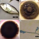 흑점줄전갱이(Pseudocaranx dentex)의 Exophiala xenobiotica 이미지